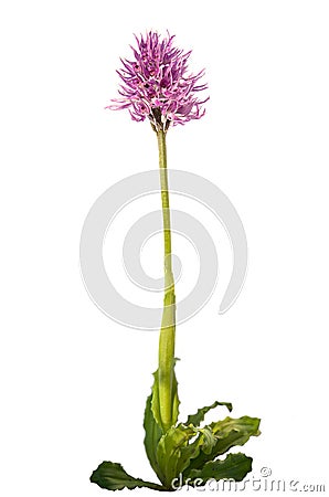 Naked Man orchid plant - Orchis italica Stock Photo