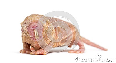 Naked Mole-rat, hairless rat, isolated on wihte Stock Photo