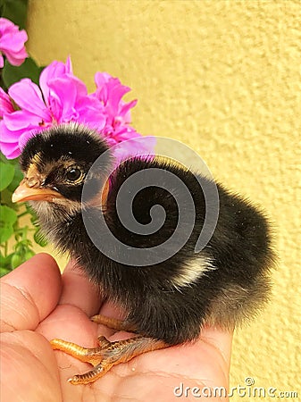 1 day old chicken Naked Stock Photo