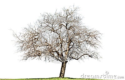 Naked oak tree isolated on white Stock Photo