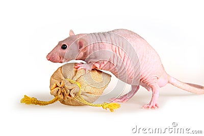 Naked rat stock image. Image of portrait, year, whisker 