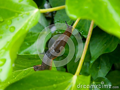 Naked Snail Stock Photo