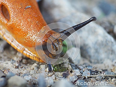 A naked snail on the wrong track Stock Photo