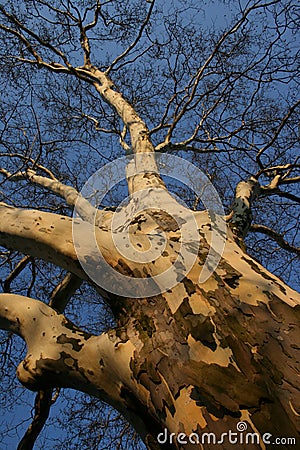 Naked tree Stock Photo