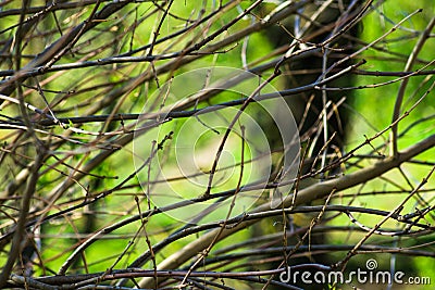 Naked tree branches with buds in spring time green foliage background, awakening nature, tranquility Stock Photo