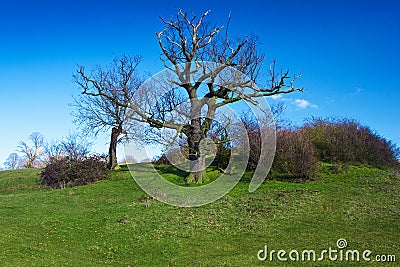 Naked tree and bushes on a green grassy hill Stock Photo