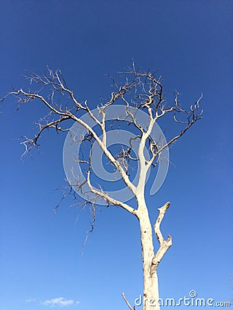 Naked Tree Royalty-Free Stock Photo CartoonDealer #202403025