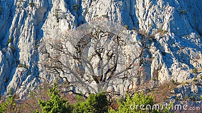 Naked tree on grey mountain background Stock Photo