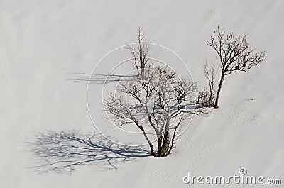 Naked trees Stock Photo