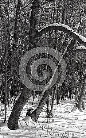 Naked trees with bark in snow in winter in February 2021 Stock Photo