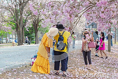 NAKHON PATHOM -THAILAND, MARCH 15 ,2023 : Unidentified Tourists come to visit and take photo with beautiful pink trumpet tree Editorial Stock Photo