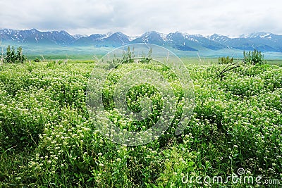 Nalati grassland Stock Photo