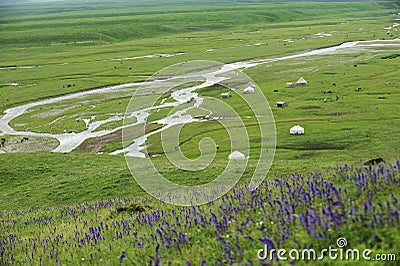 Nalati grassland in summer Stock Photo