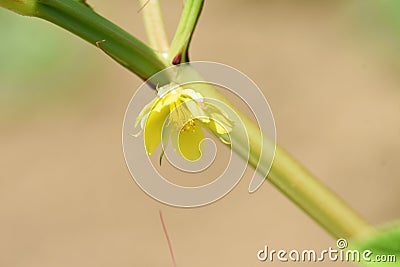 Nalta jute flowers. Stock Photo