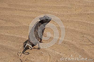 Namaqua Chameleon Stock Photo