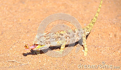 Namaqua Chameleon Stock Photo