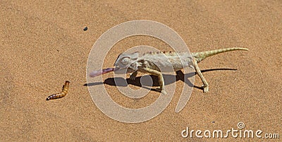 Namaqua Chameleon hunting in the Namib desert Stock Photo