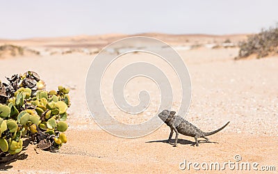 Namaqua Chameleon, Swakopmund, Namibia Stock Photo