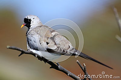 Namaqua dove Stock Photo