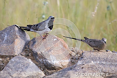 Namaqua dove male and female sitting on rocks in nature Stock Photo