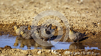 Namaqua sandgrouse in Kgalagadi transfrontier park, South Africa Stock Photo