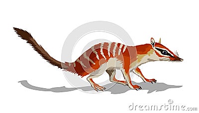 Nambat, an animal with stripes on the back and a long tail. Cute red animal sitting on a ground. Long animal, a rodent Vector Illustration