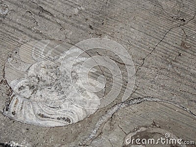 Ammonite Fossils Close Up Stock Photo