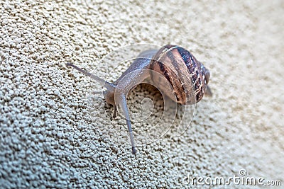 Snail on the textured Wall heading its destination Stock Photo