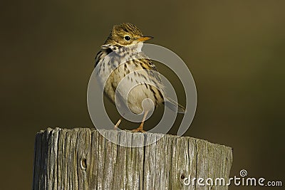 Meadow Pipit Scientific name: Anthus pratensis Stock Photo