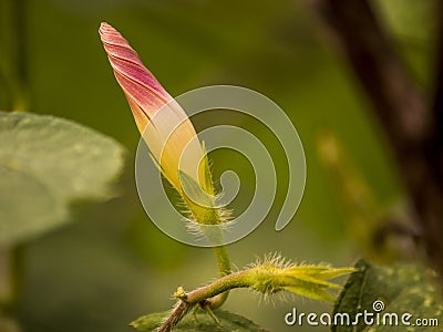 Nameless wildflower In Colombia Stock Photo