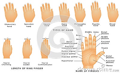 Names Of The Fingers Stock Vector - Image: 82247573