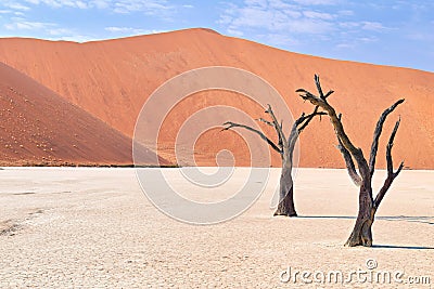 Namibia. Deadvlei clay pan. Namib Naukluft National Park. A dried out dead camel thorn (Vachellia erioloba Stock Photo