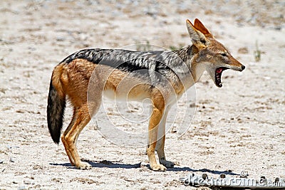 Jackal mamal of africa namibia deserts and nature in national parks Stock Photo