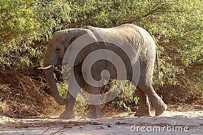 Desert elephant deserts and nature in national parks Stock Photo