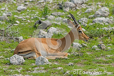 Namibia - Ethosa National Park Stock Photo