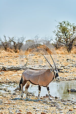Namibia. Etosha National Park. Gemsbok Oryx Stock Photo