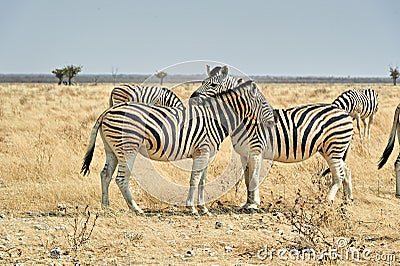 Namibia. Etosha National Park. Zebras cuddling in the wild Stock Photo