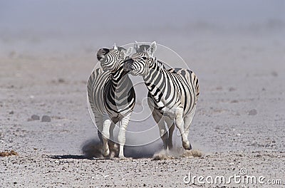 Namibia Etosha Pan two Burchell's Zebras running side by side Stock Photo