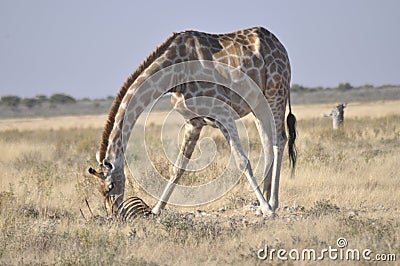 Namibia: Hungry Giraf feeding from cadaver in Etosha NAtionalpark. Stock Photo