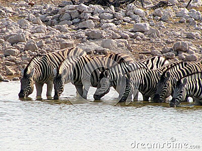 Namibia zebras drinking Stock Photo