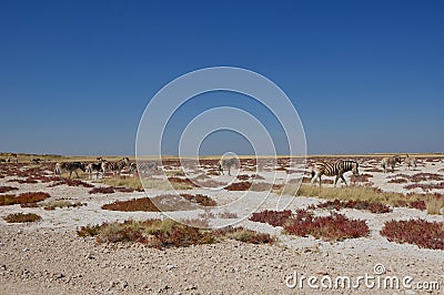 Namibia: Zebras in Etosha Pan and National Park near Halali camp Stock Photo