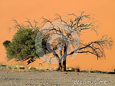Namibian Desert Stock Photo