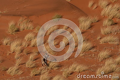 Namibian desert with oryx Stock Photo