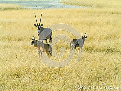 Namibian Oryx Stock Photo