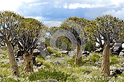 Namibian quiver tree forest Stock Photo