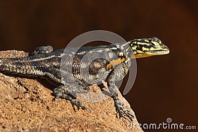 Namibian Rock Agama - Damaraland - Namibia Stock Photo