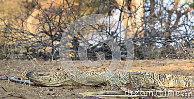 Namibian Rock monitor lizard varanus albigularis Stock Photo