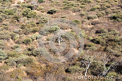 Namibian savanna woodlands view from the top of Waterberg Plateau Stock Photo