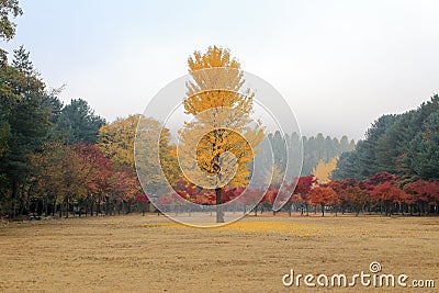 Namiseom island in autumn Stock Photo