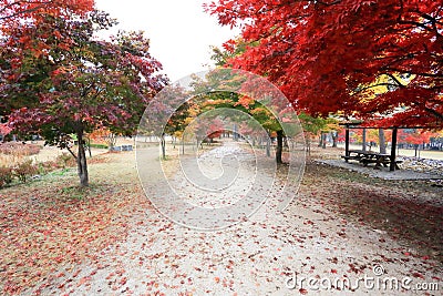 Namiseom island in autumn Stock Photo